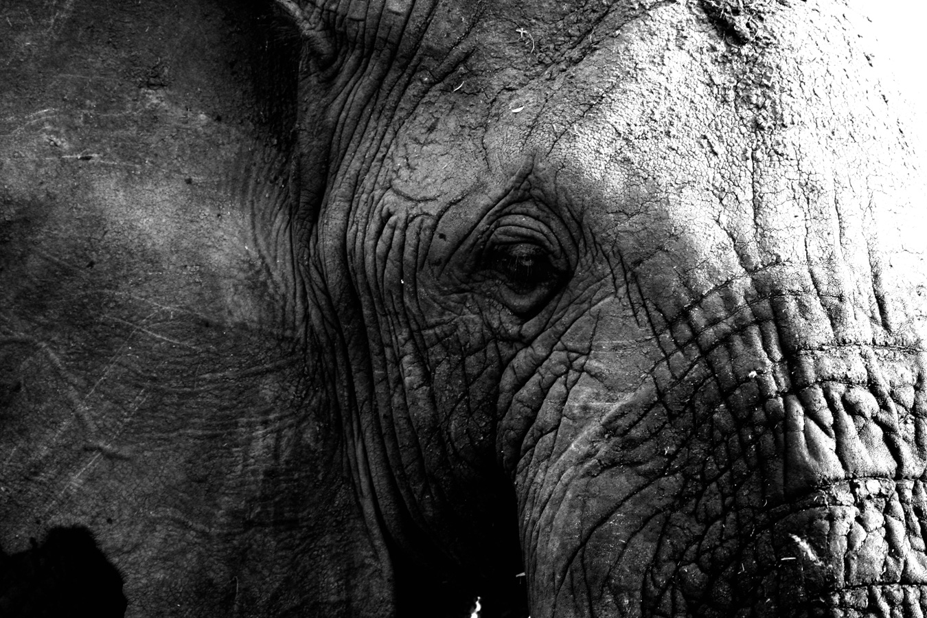 Tierisch gute Fotos – mit Foto Leistenschneider in den Zoo