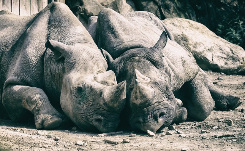 Foto-Safari im Krefelder Zoo