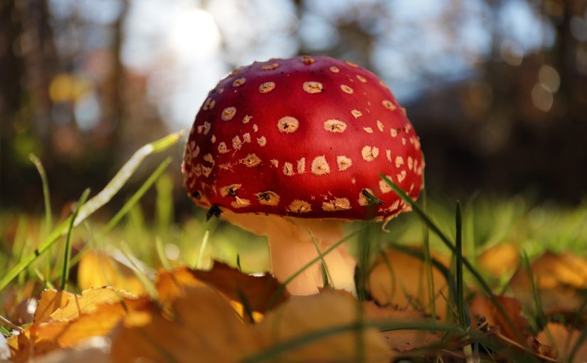 Herbstleuchten – Natur erleben und fotografieren